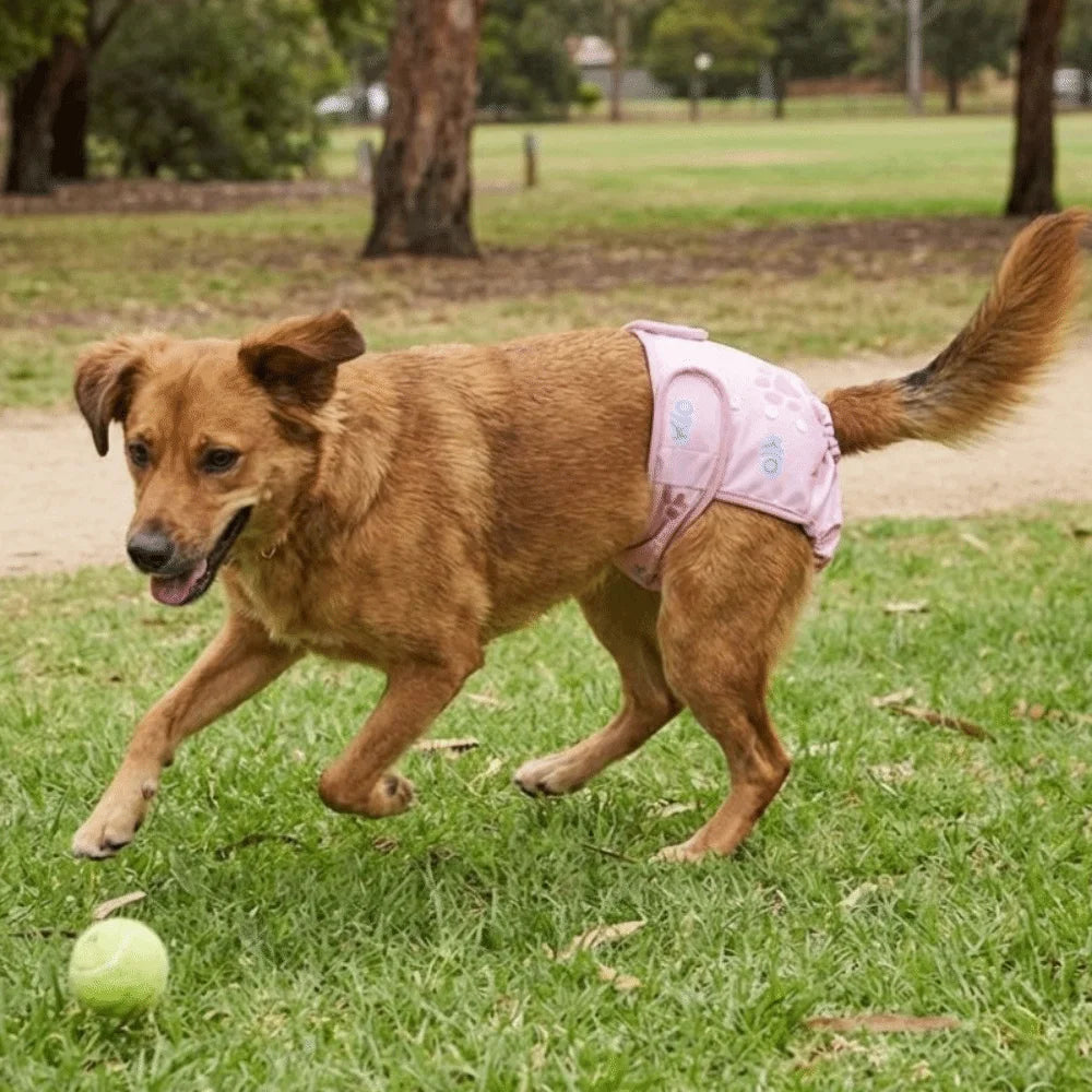 GrowPets Washable Dog Sanitary Pants